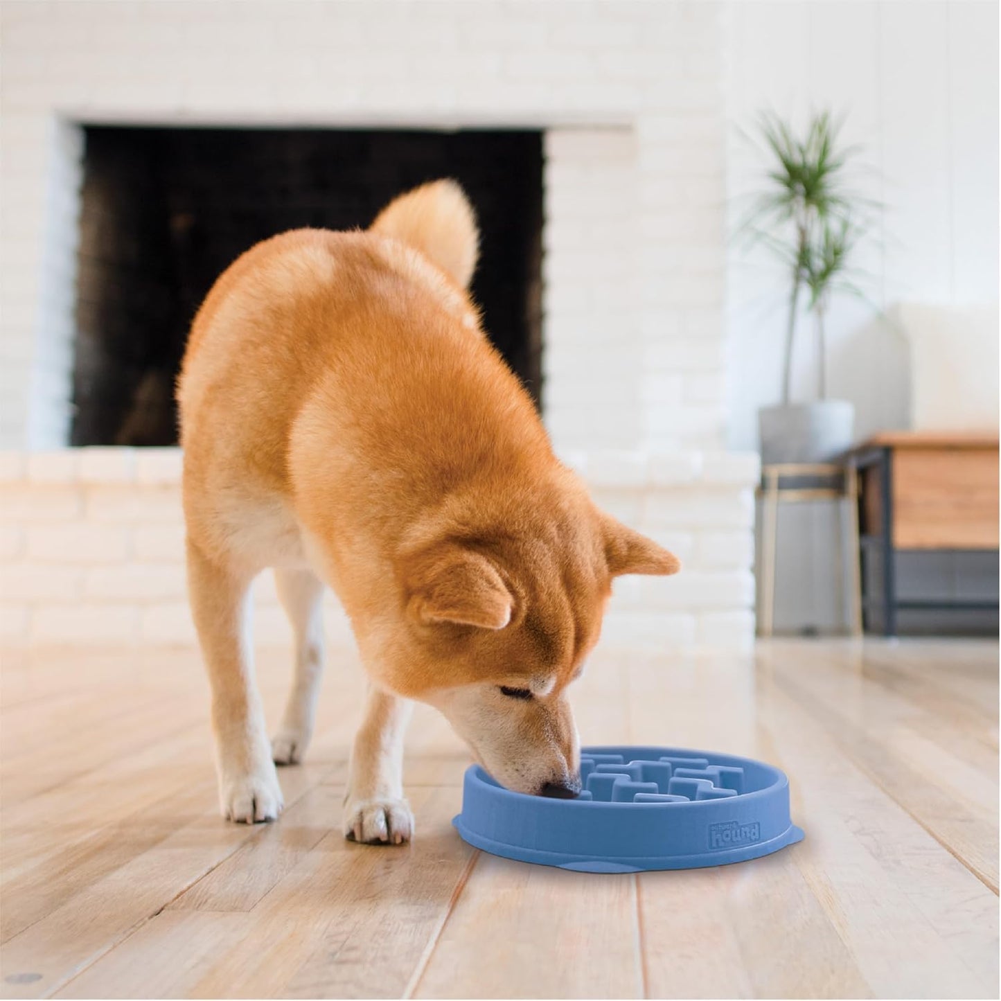 Fun Feeder Slo Bowl, Slow Feeder Dog Bowl, Medium/Mini, Blue