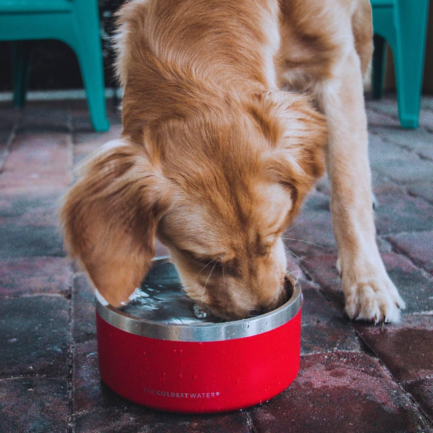 Coldest Dog Bowl - anti Rust Metal & Non Slip Dog Bowls Large, Spill Proof Heavy Duty 3 Layers Insulated Dog Bowl - Food and Water Bowl for Dogs, Cats & Pets, Dishwasher Safe (64 Oz, Stealth Black)