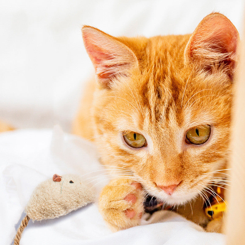 Funny Cat Toy Mint Mouse Amazon Cat Supplies