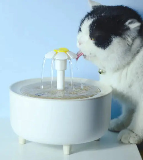 Automatic Fresh Water Fountain